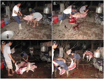 A glance into traditional pig slaughtering practices in Vietnam and opportunities for zoonotic disease prevention